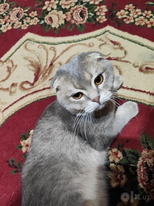 Кошка для вязки бесплатно
