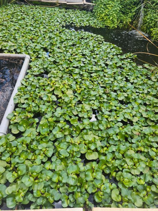 Zambile de apa ,plante iaz