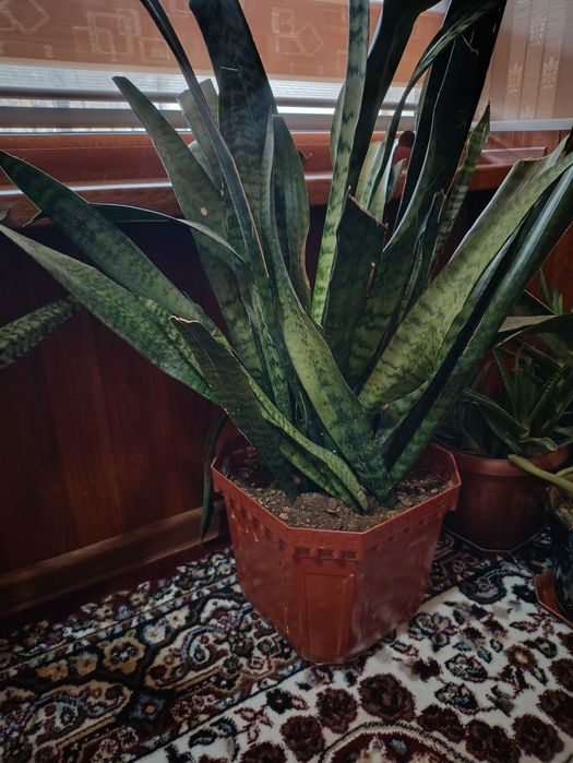 Xonaki Gullar tuvakda