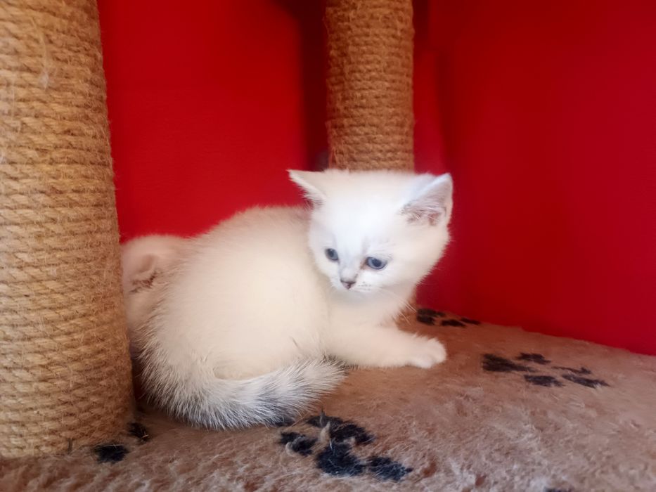 Котята шиншилла  , британцы