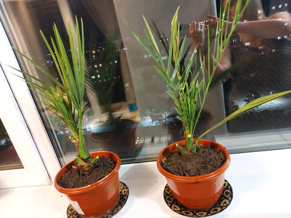 Продам декоритивную пальму 5000