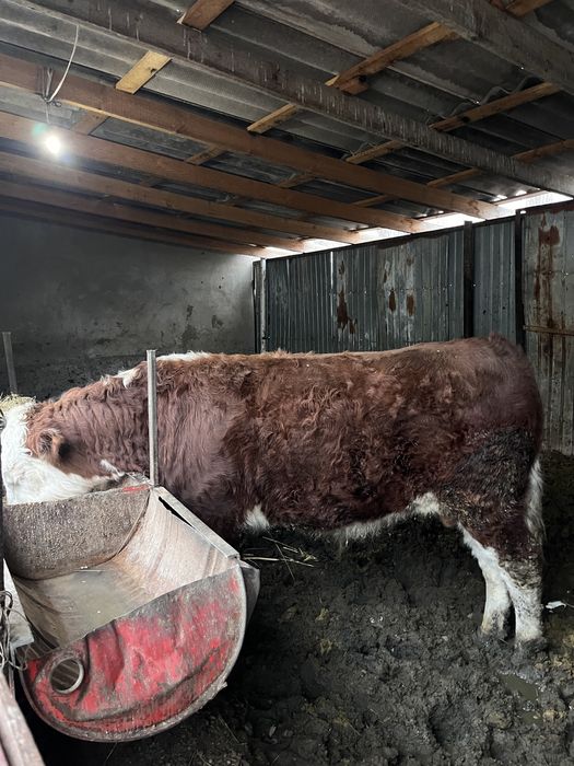 Бык белаголовый мясной