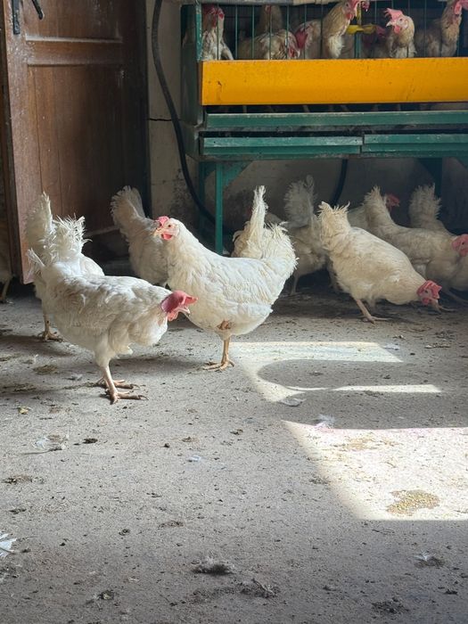 Продам кур нисушек