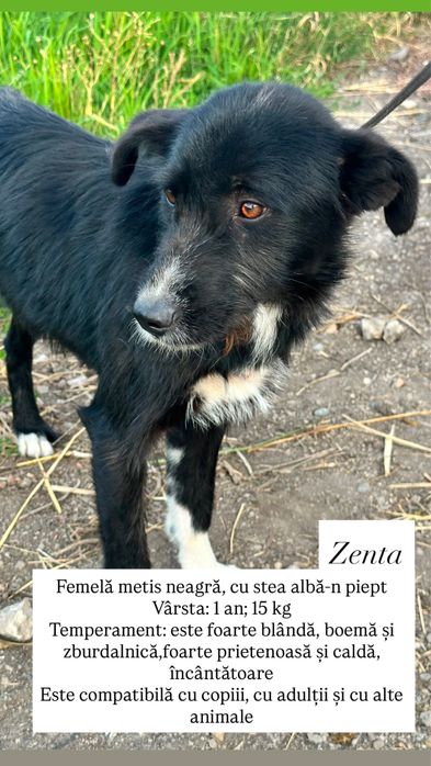 Câini spre adopție