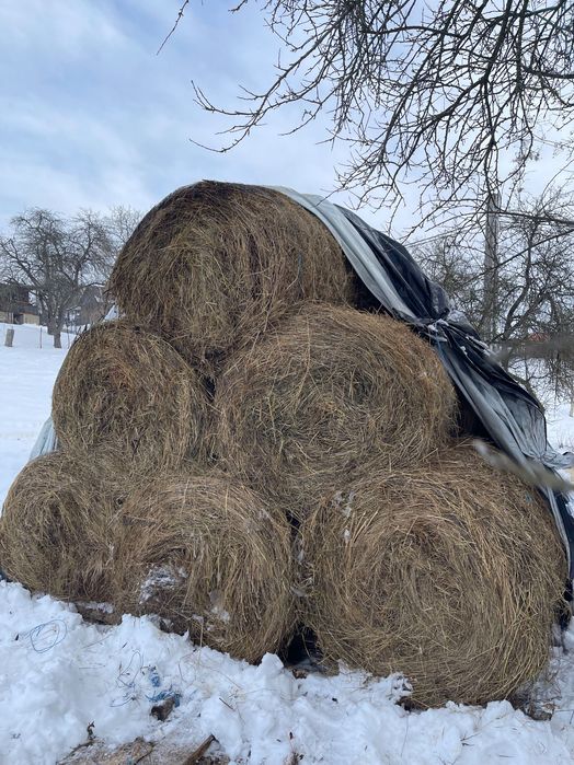 Baloți uscați de fân