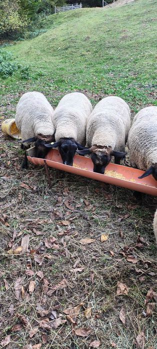 Oi Suffolk de vanzare