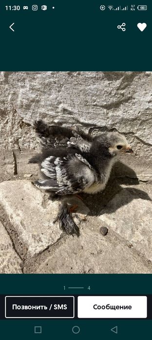 Brama tochkali jõja va tuxumlar