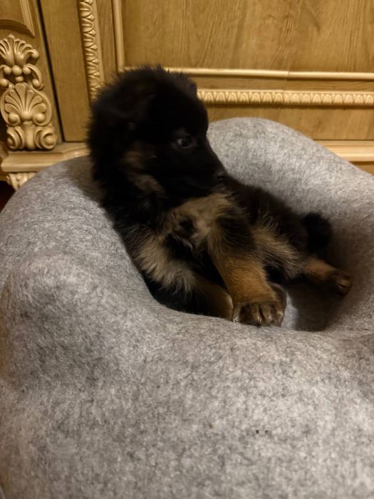 Самый красивый щенок девочка собачка в добрые руки