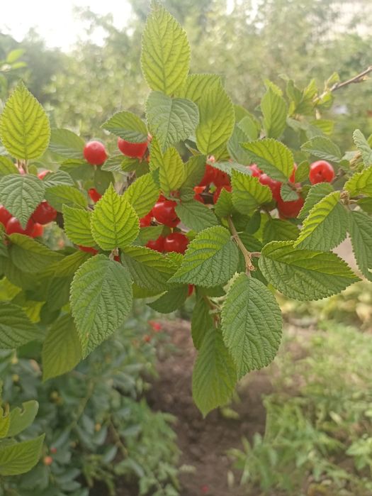 Карликовая вишня