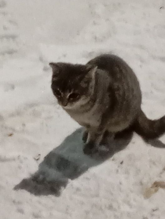 Домашние животные