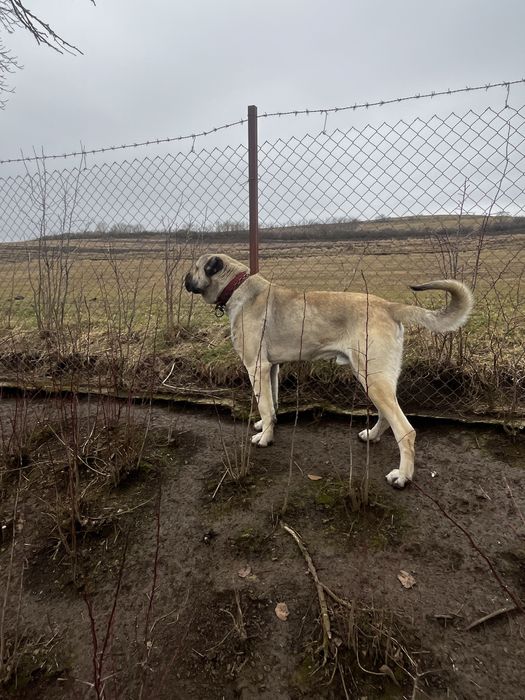 Kangal (mascul)