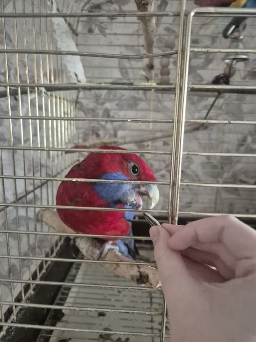 попугай красная розелла