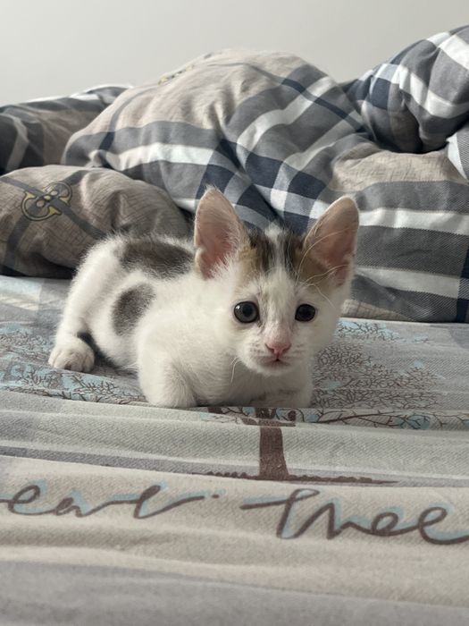 Котенок мальчик в добрейшие руки