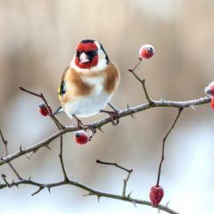Продам   щегла этого года.