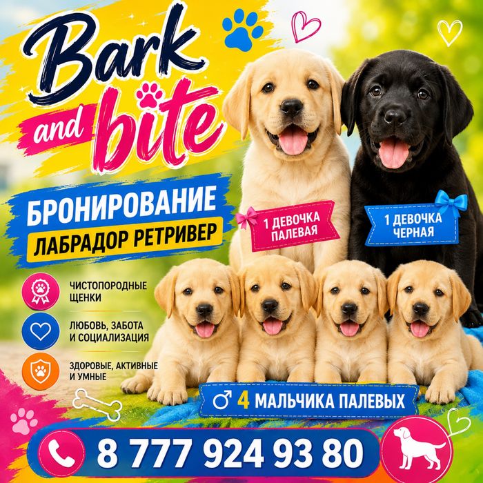 Лабрадор Ретривер