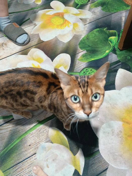 Продам кошку Бенгальской породы