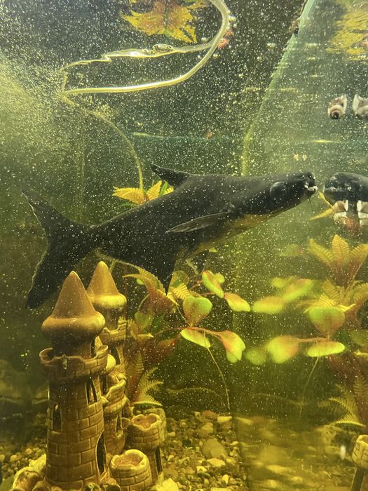 Аквариумные рыбки