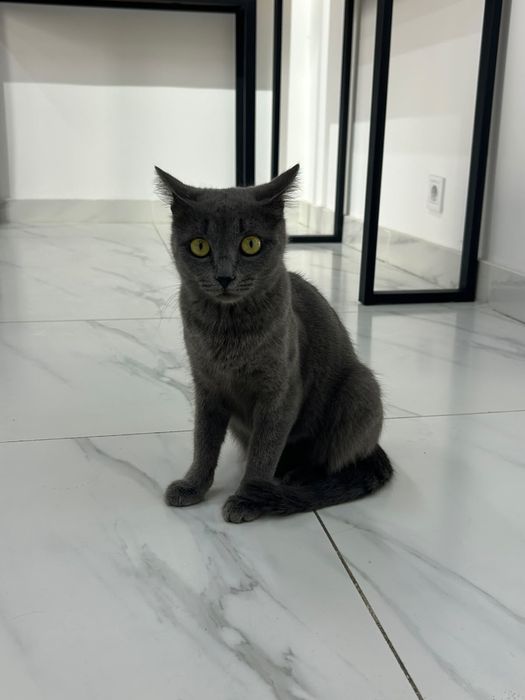Отдам бесплатно кошечку
