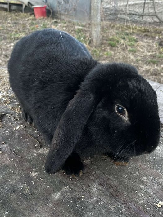 Vand iepuri berberc german