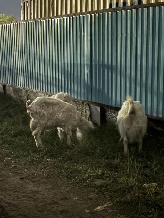 Орыс ешкілер сатылады