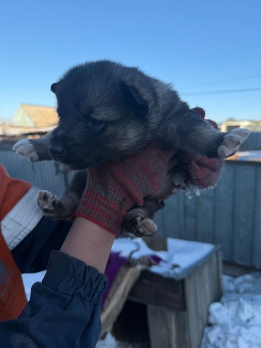 Продаю щенков хаски