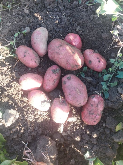 Vand cartofi albi si rosii