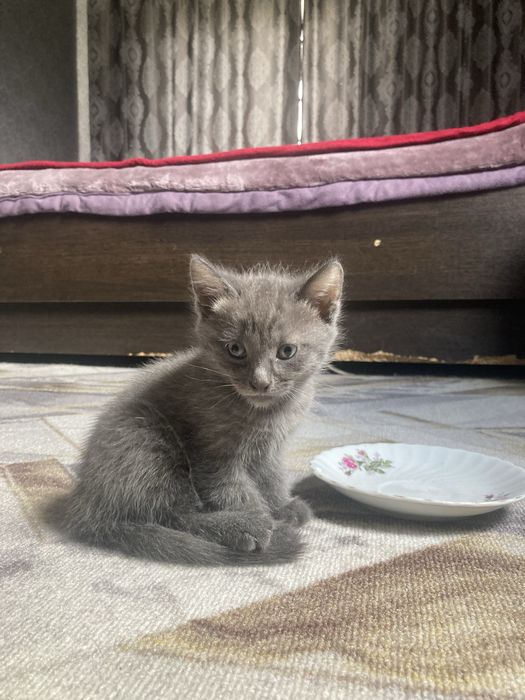 Красивые милые котята