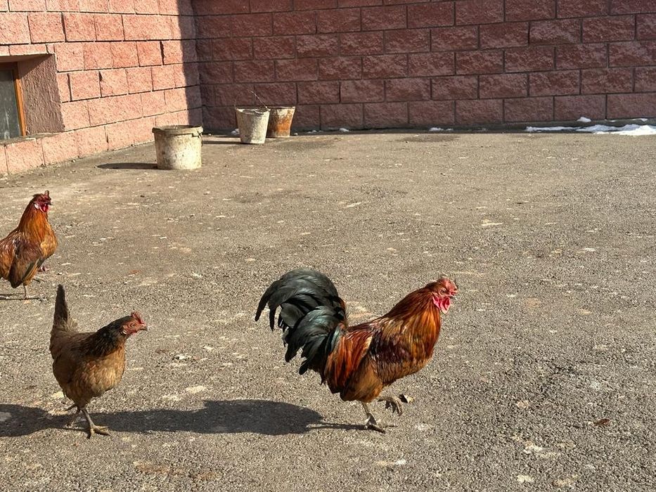 Карликовые петушки и курочки