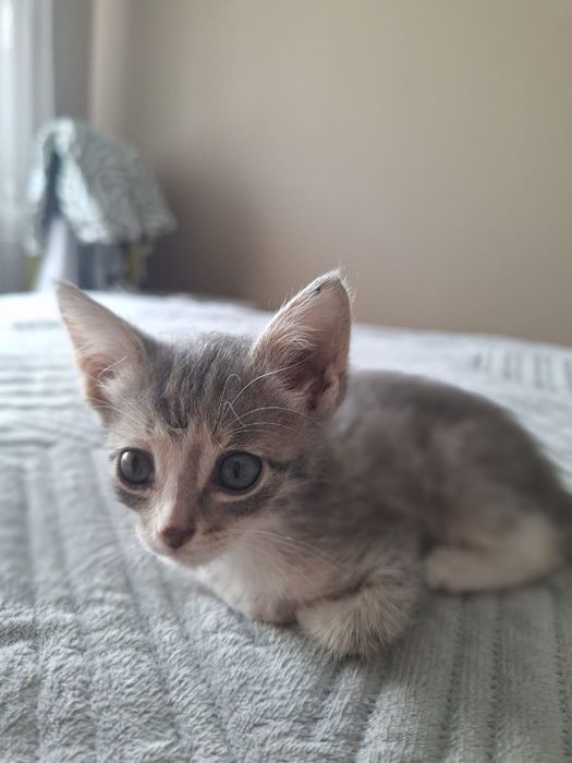 Котенок-девочка в добрые руки