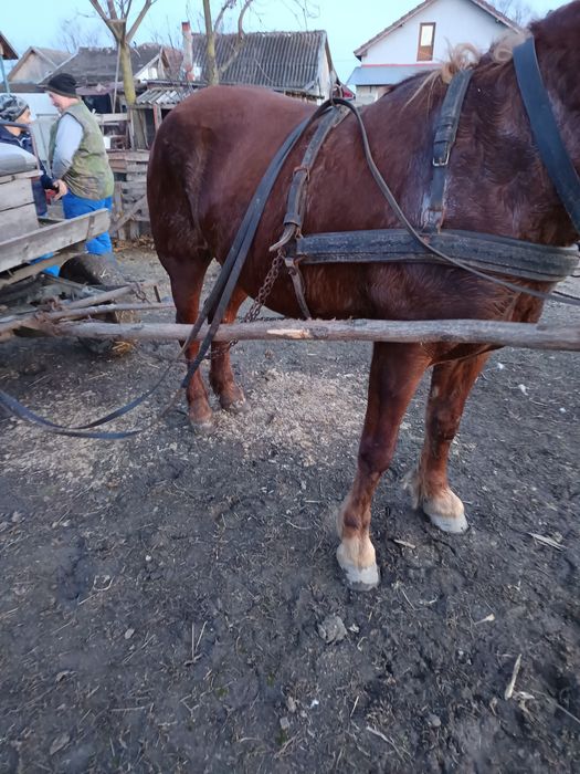 Vand iapă bună de căruță fără defecte mai multe detalii la Nr de telef
