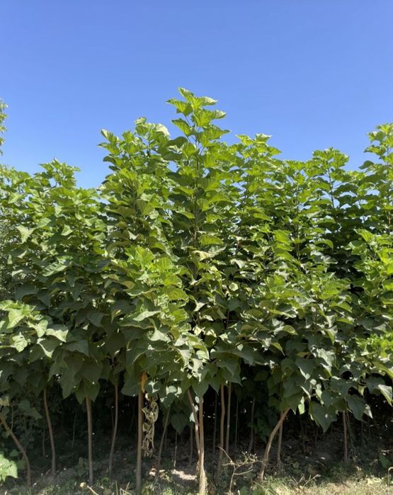 Саженцы всех видов