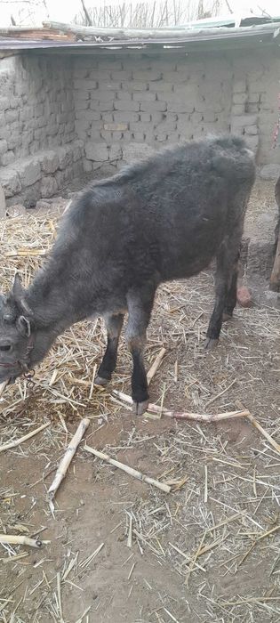 Баспақлар сатылады