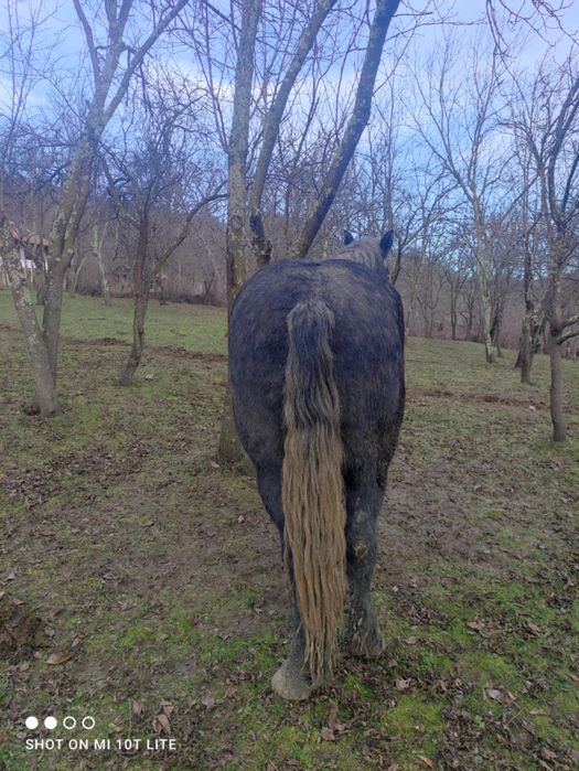 Vând Cal Castrat Rasă Semigreu