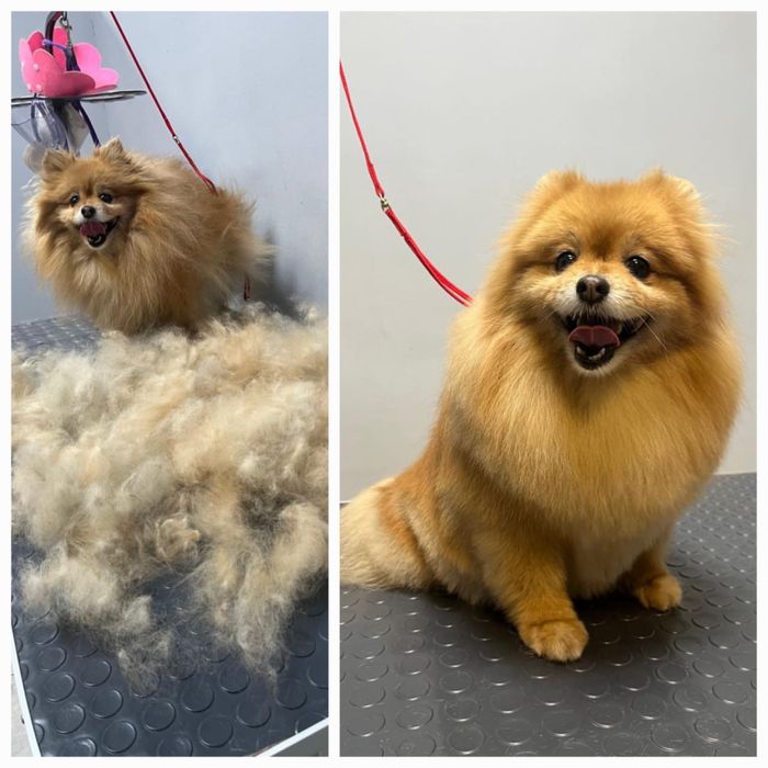 Экспресс линька стрижка кот собака