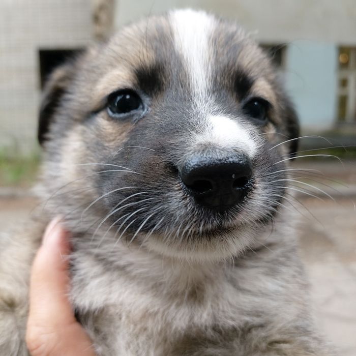 Отдам в добрые руки