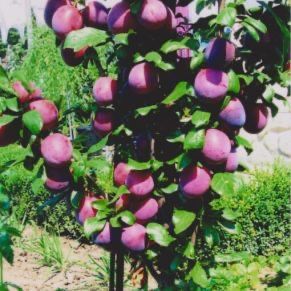 Pomi columnari soiuri multiple