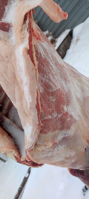 байтал жирные двухлетки