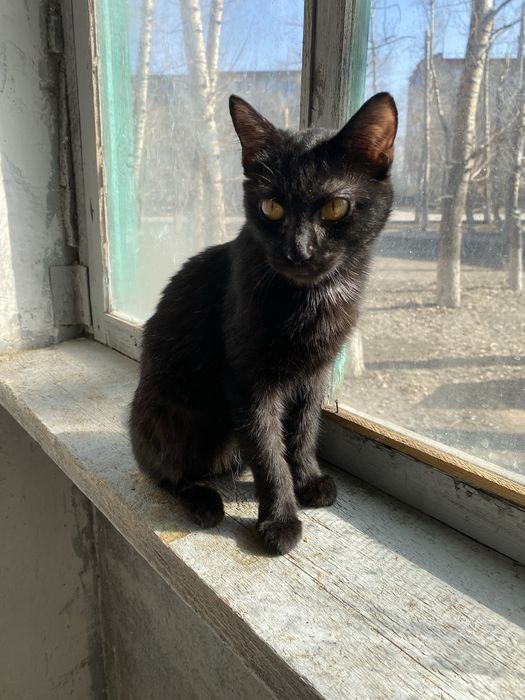 Кошечка и кот ищут добрые ручки