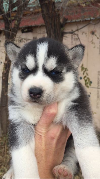 Девочке месяц голубоглазая