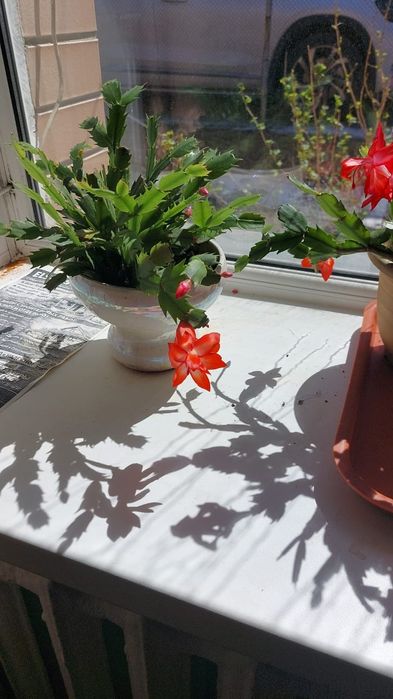 Цветы комнатный разный