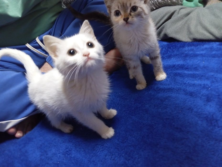 Jinsiy oyoqlar va mushuklar