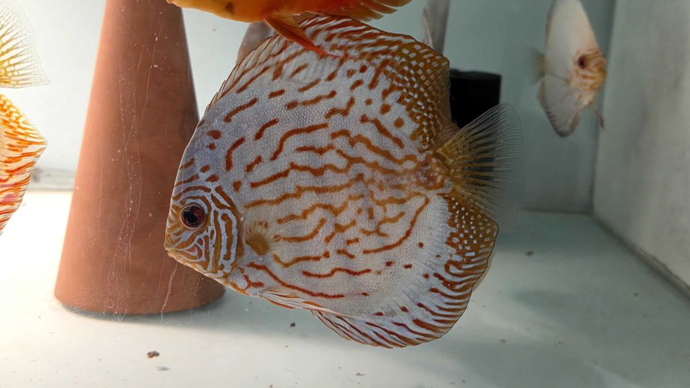 Pesti Acvariu Discus