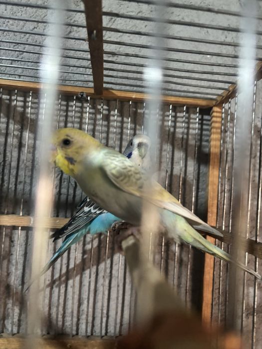 Папугай волнисти 1пар