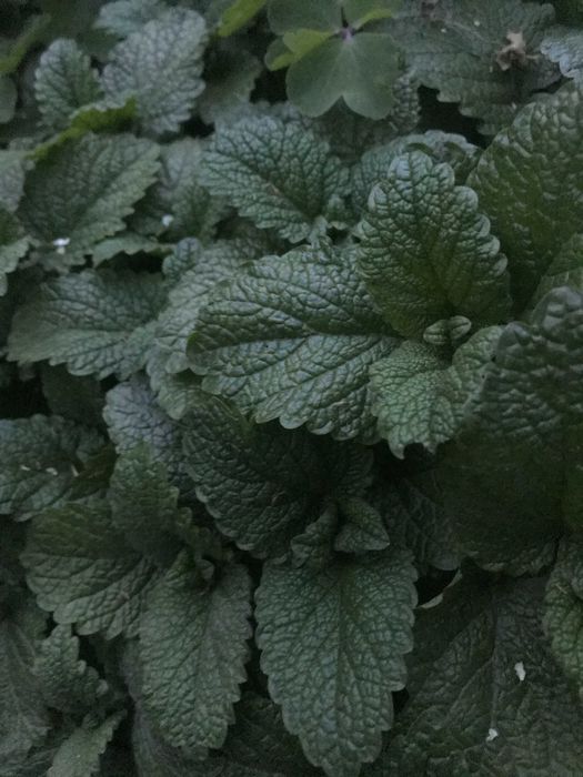 Мелисса лимонная