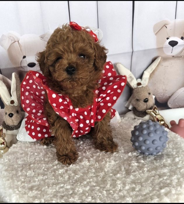 Пудел той /Poodle toy с родословие