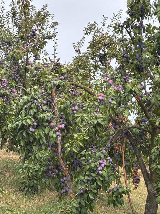 Vând Prune Anașpet