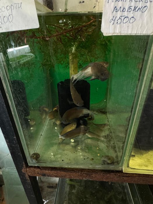 Аквариумные рыбки