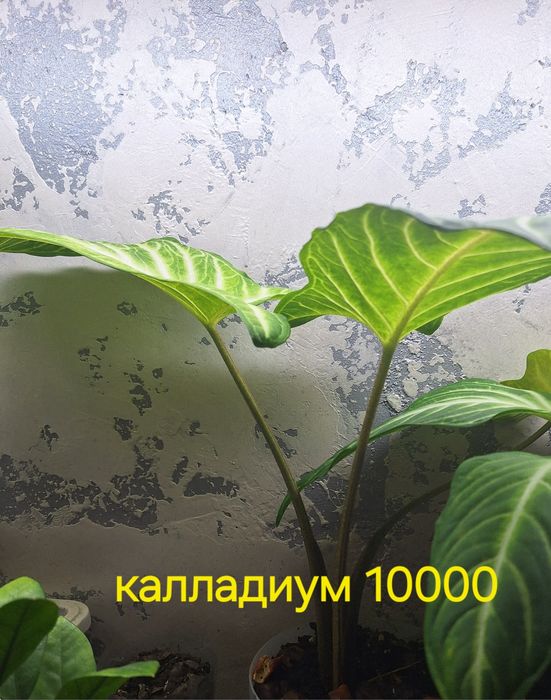 Продам домашние цветы