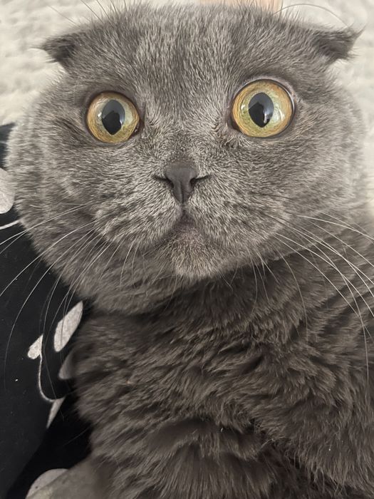 вязка вислоухого скотиш фолда!