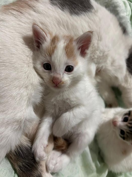 Отдам котят в хорошие руки Автостанция